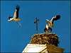 Algarve Storks