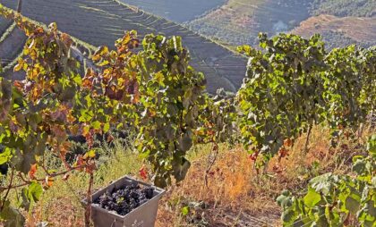 Douro wine region - Portugal