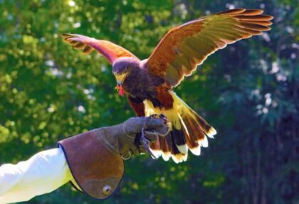 Falconry - Portugal