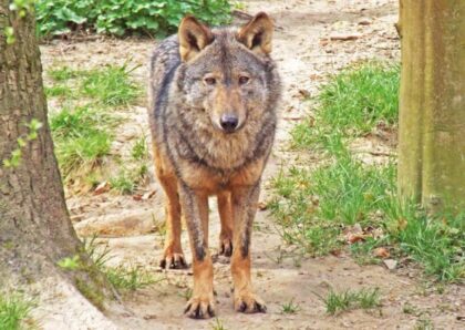 Iberian Wolf - Portugal
