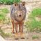 Iberian Wolf - Portugal