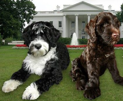 Portuguese water dogs