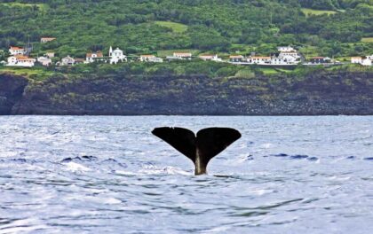 Whale watching in Portugal